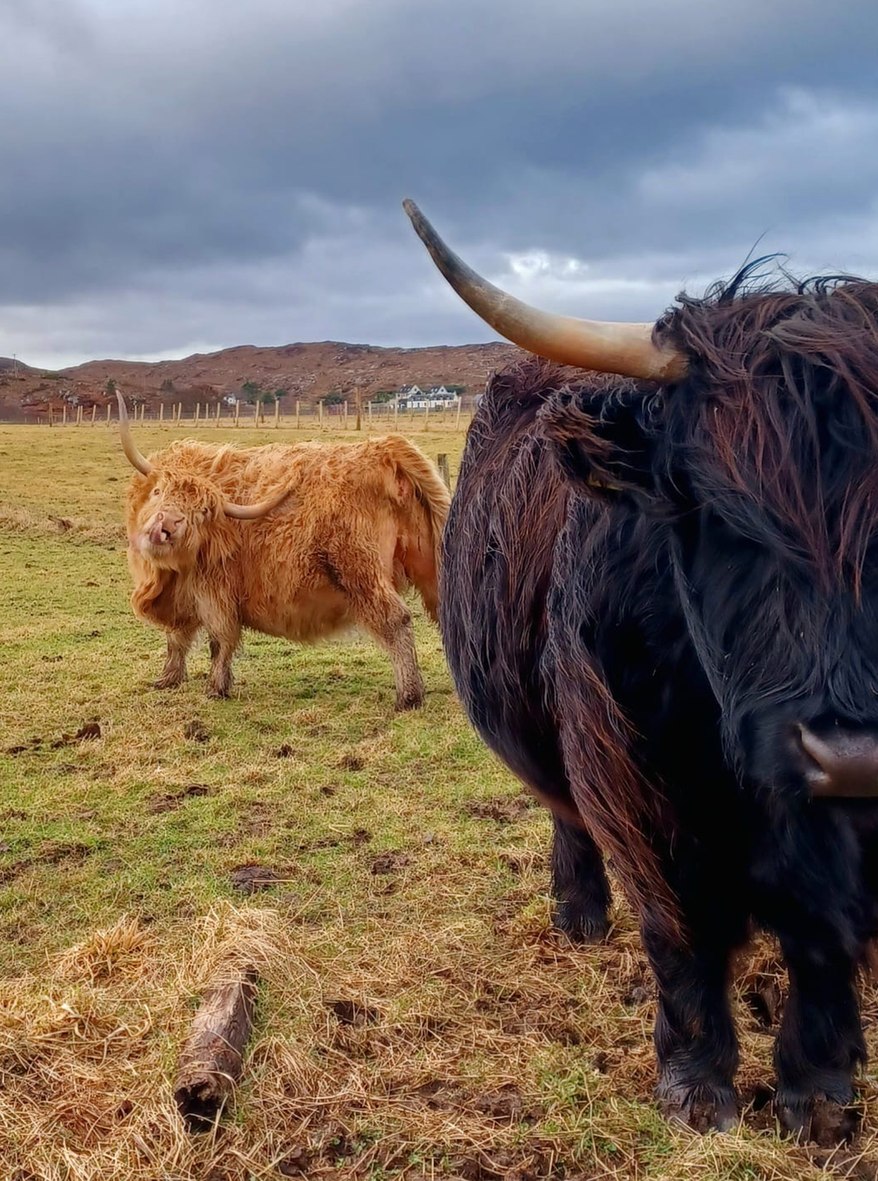coos04 web