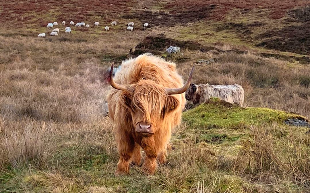 Highland Cattle Encounter