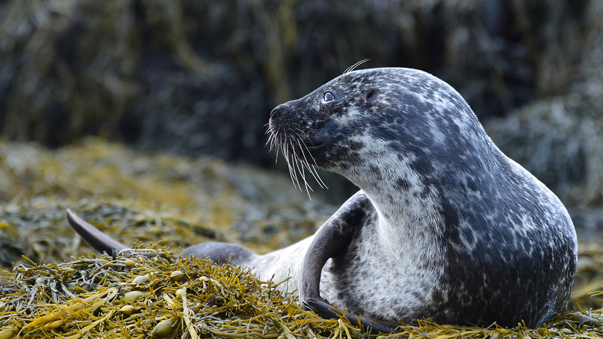 img seals